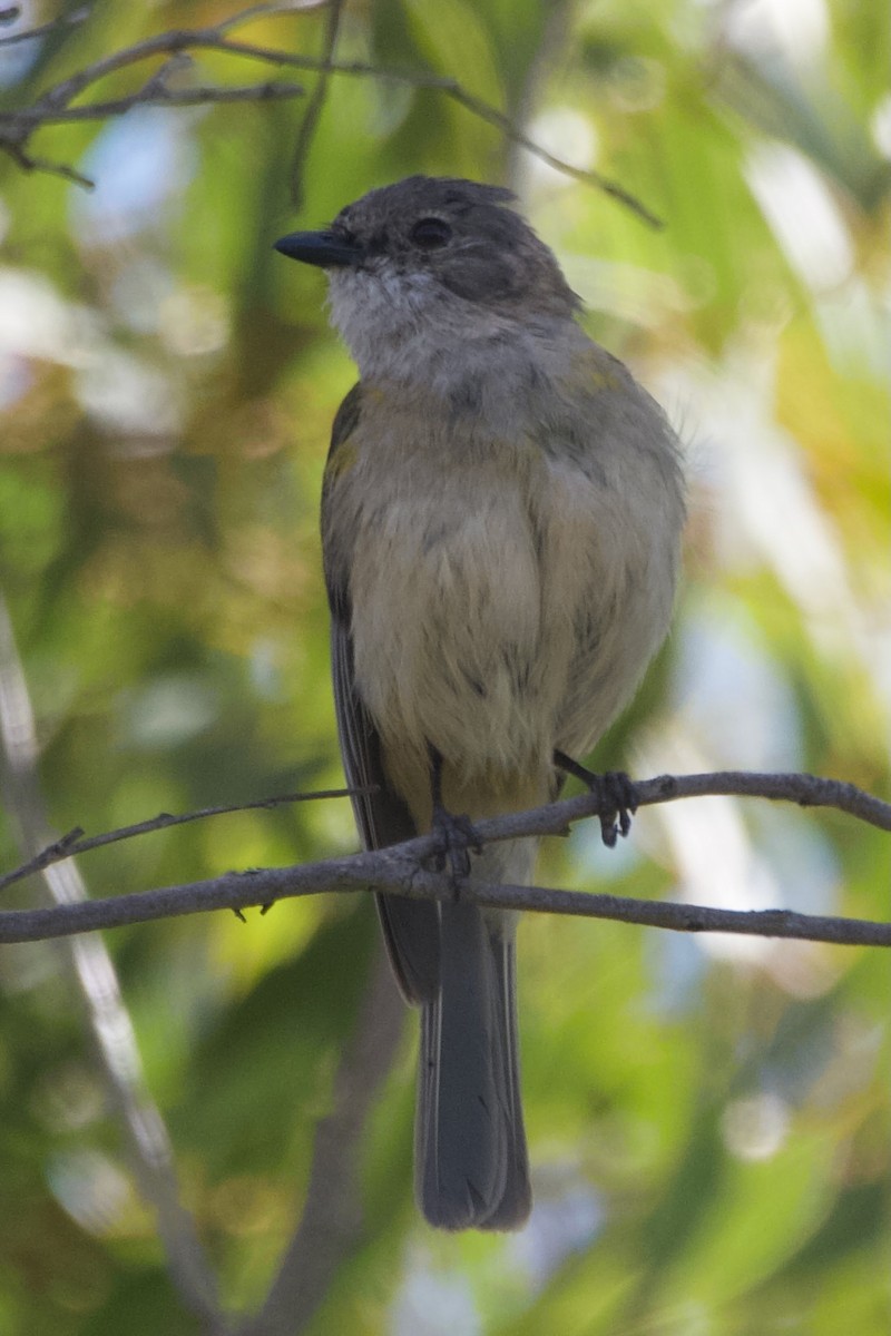 Golden Whistler (Western) - ML646100280