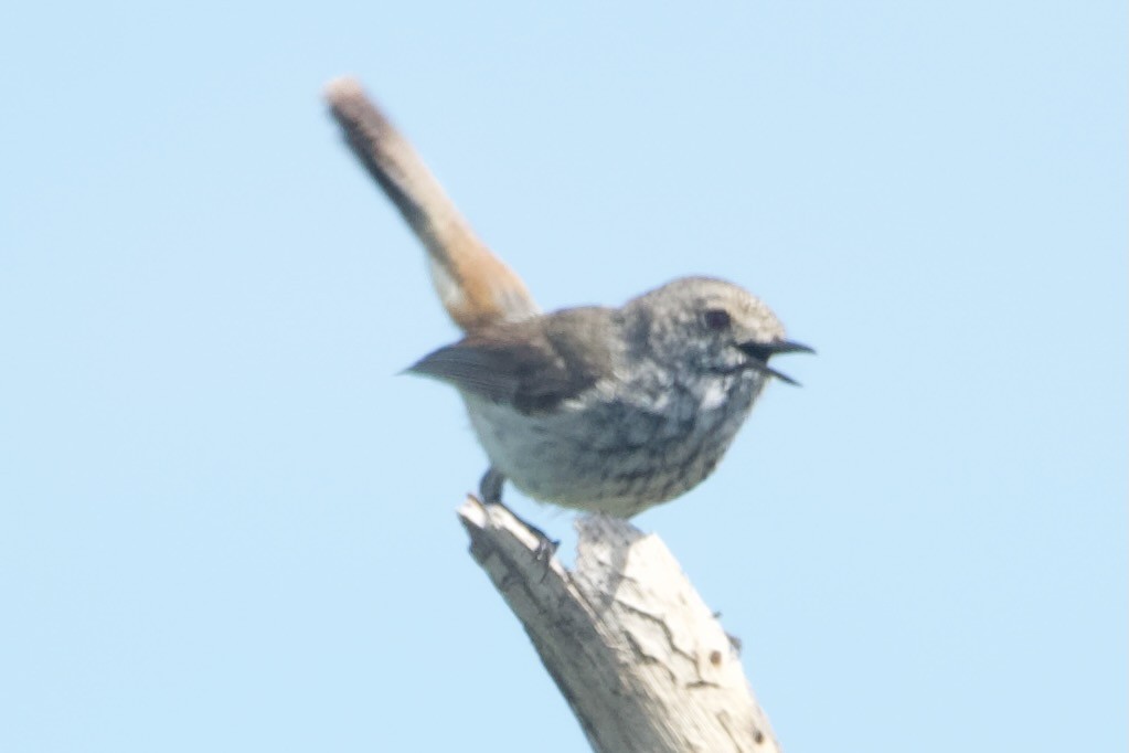 Inland Thornbill - ML646100282