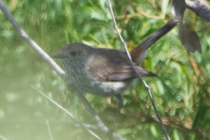 Inland Thornbill - ML646100283
