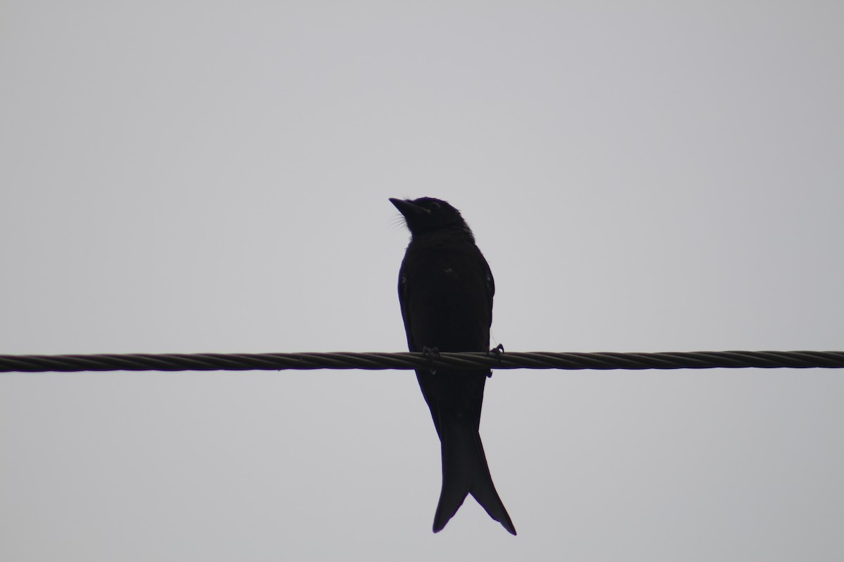 Black Drongo - ML646100284