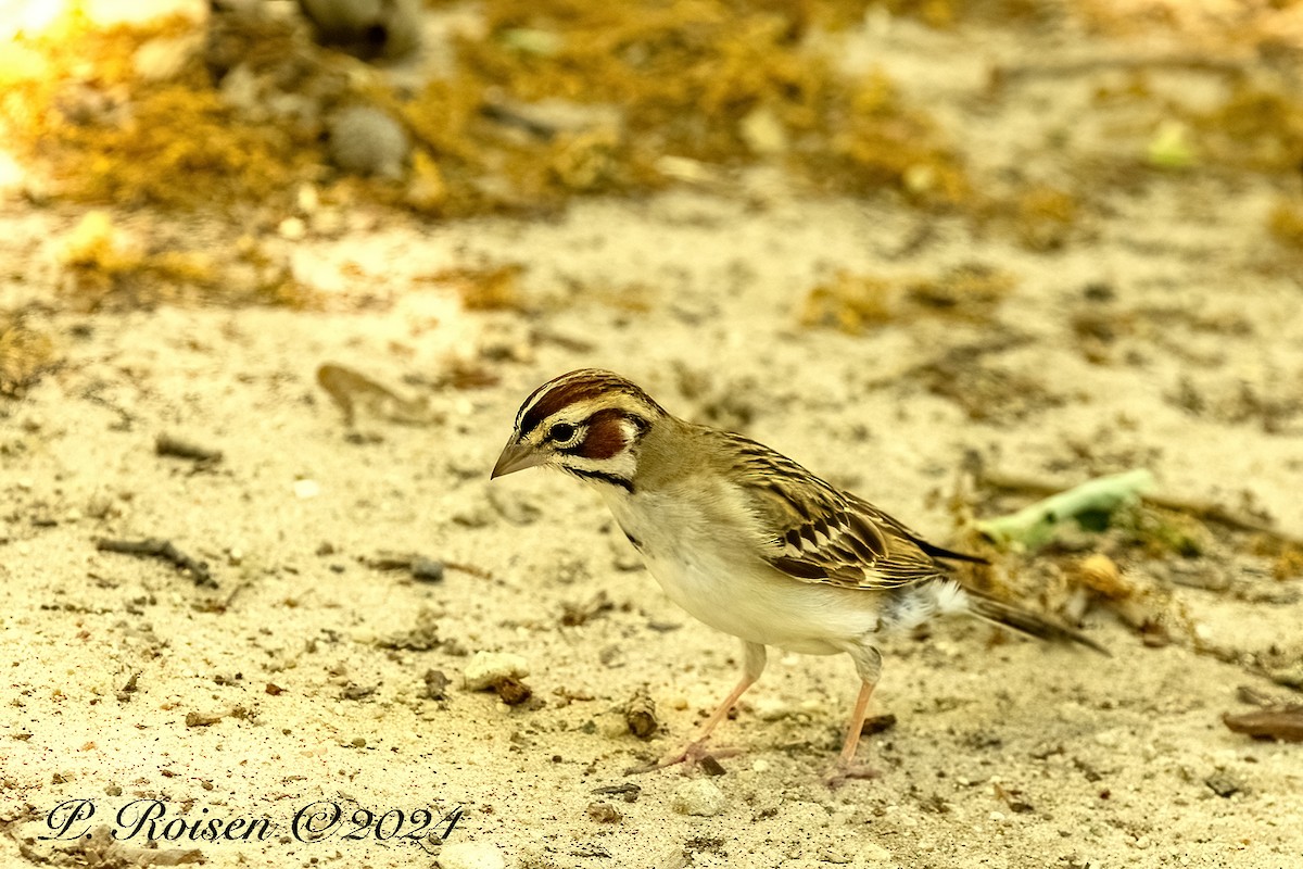 Lark Sparrow - ML646100285