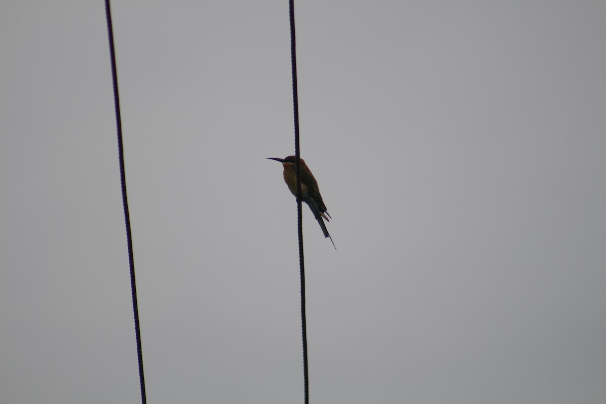 Blue-tailed Bee-eater - ML646100286