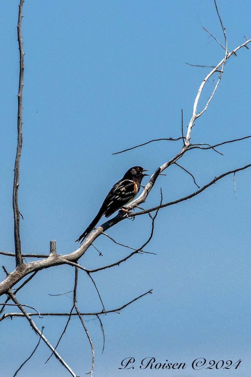 Spotted Towhee - ML646100287