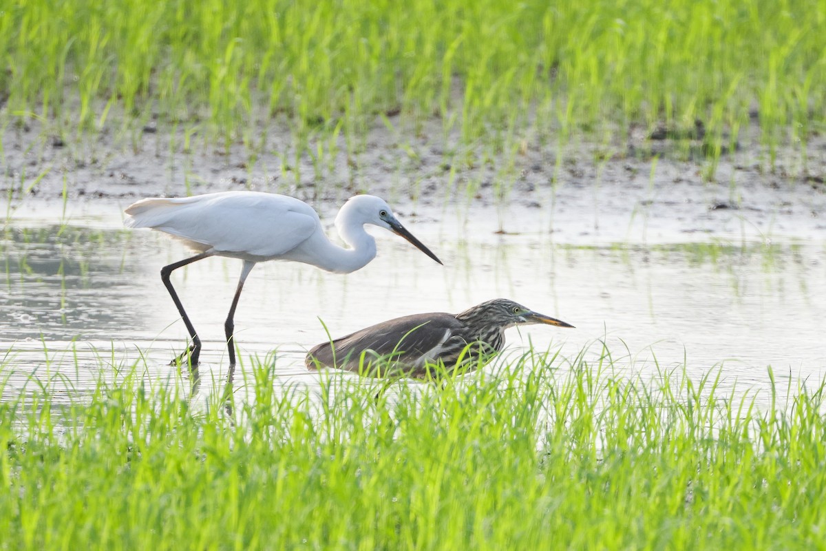 Indian Pond-Heron - ML646100288