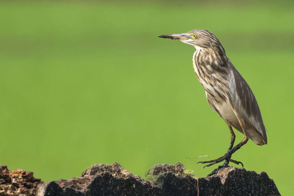 Indian Pond-Heron - ML646100289