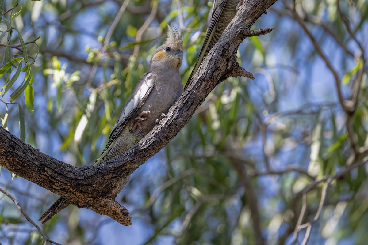 Cockatiel - ML646100290
