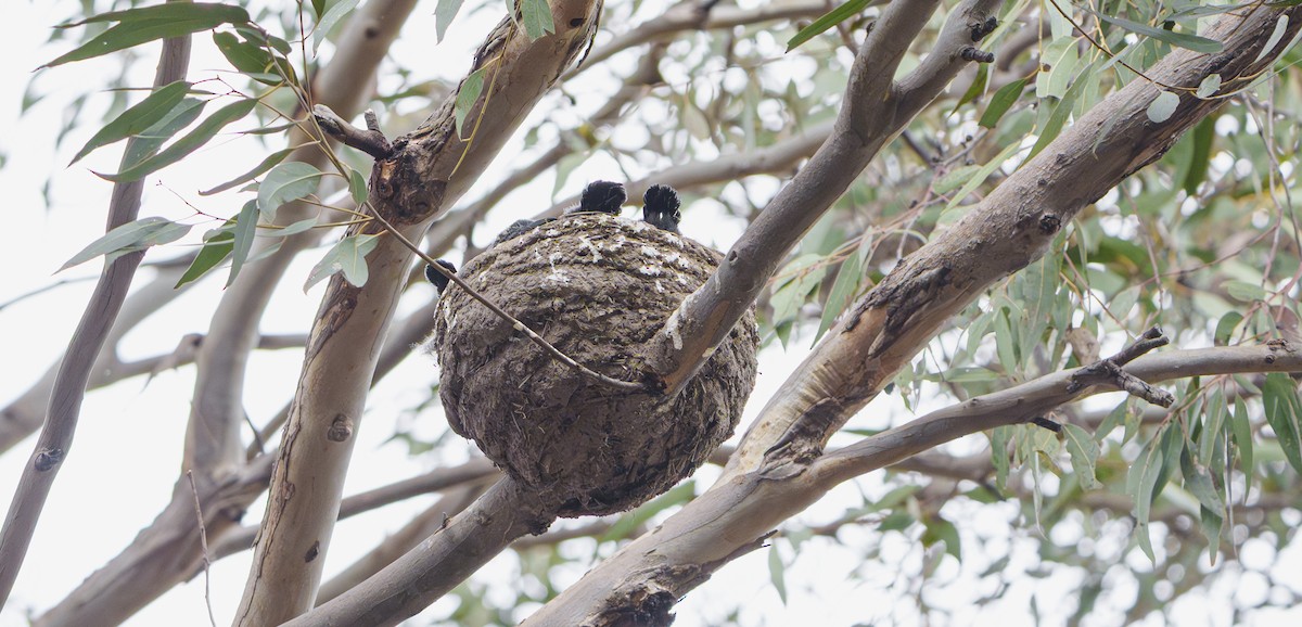White-winged Chough - ML646100291