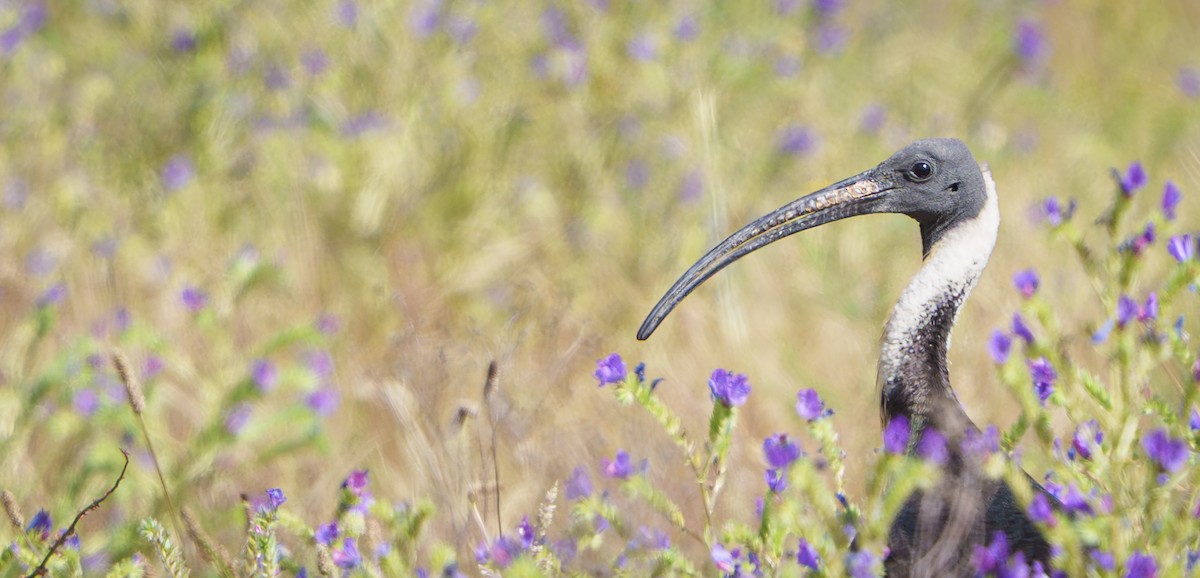 Straw-necked Ibis - ML646100292