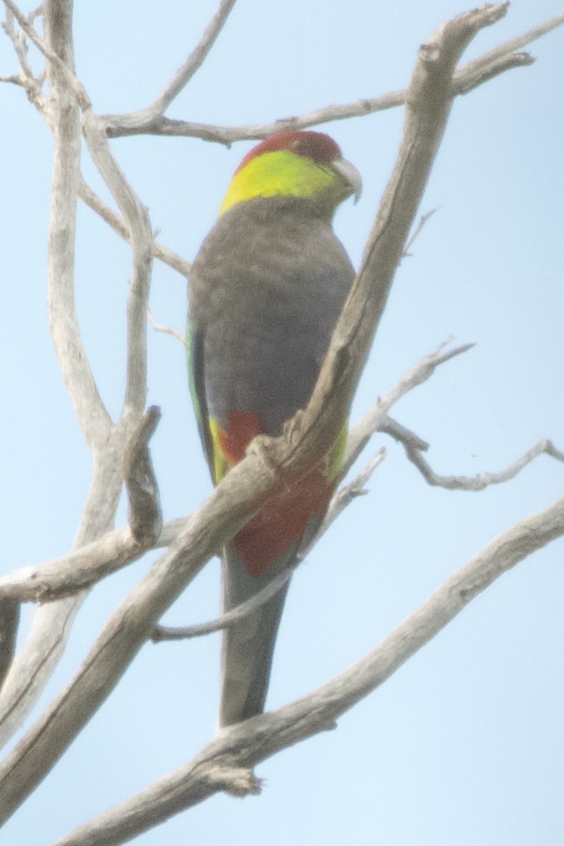 Red-capped Parrot - ML646100293