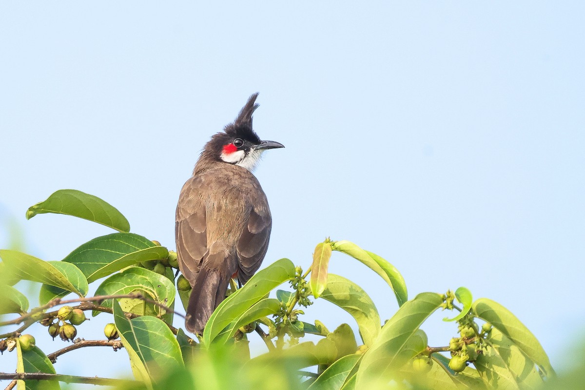 Red-whiskered Bulbul - ML646100294