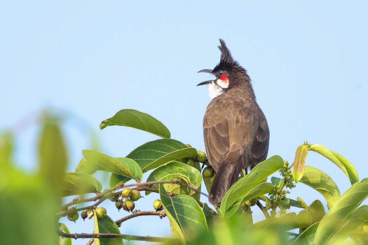 Red-whiskered Bulbul - ML646100295