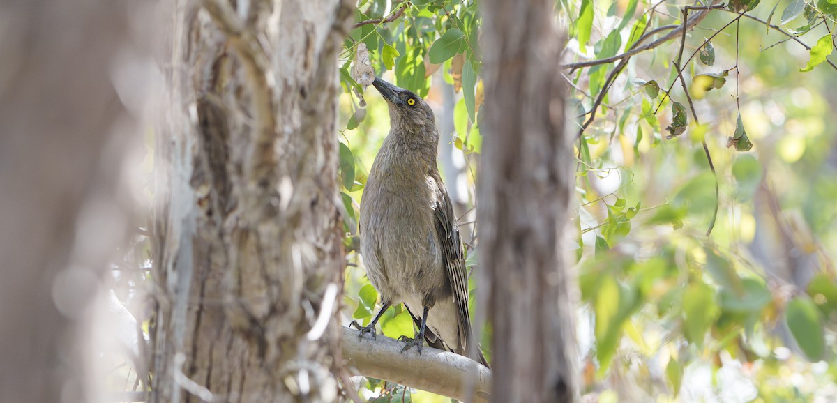 Gray Currawong - ML646100296