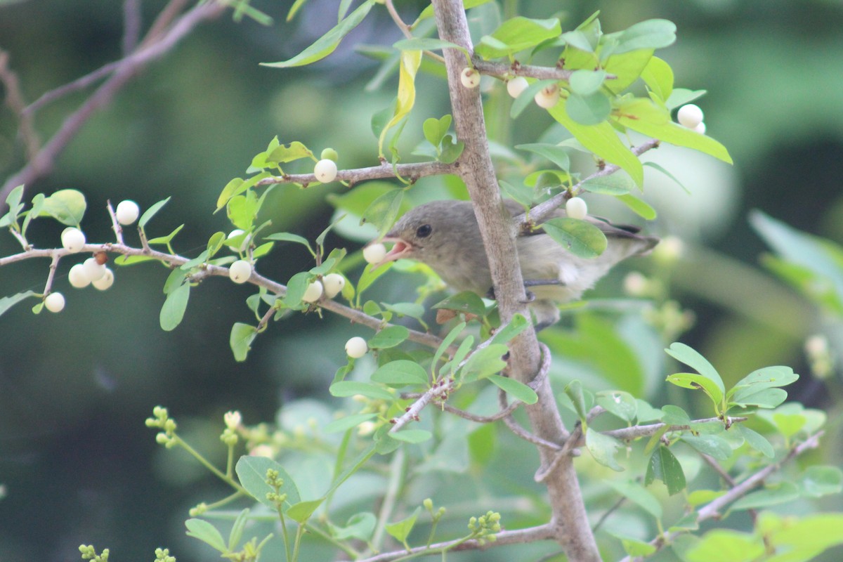 Pale-billed Flowerpecker - ML646100299