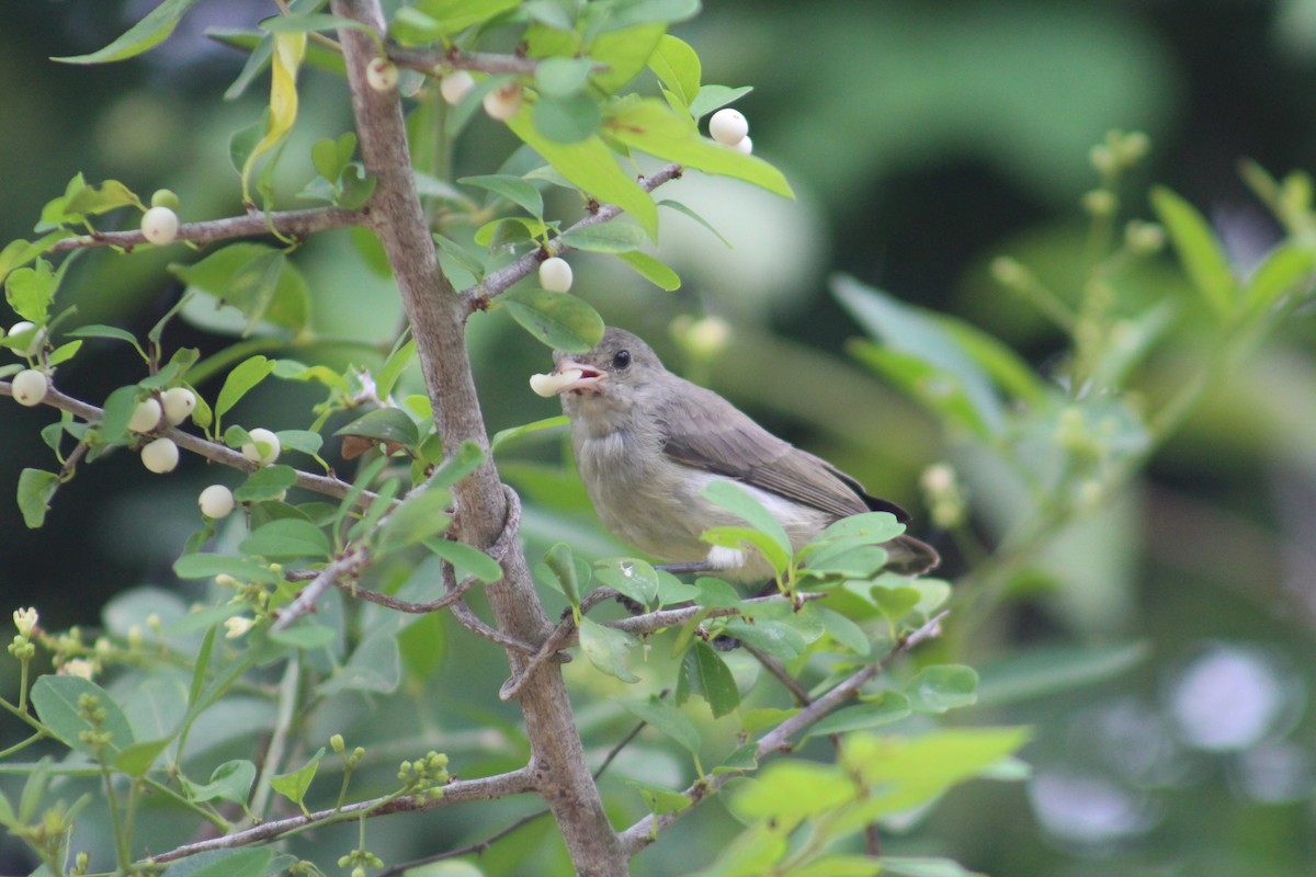 Pale-billed Flowerpecker - ML646100300