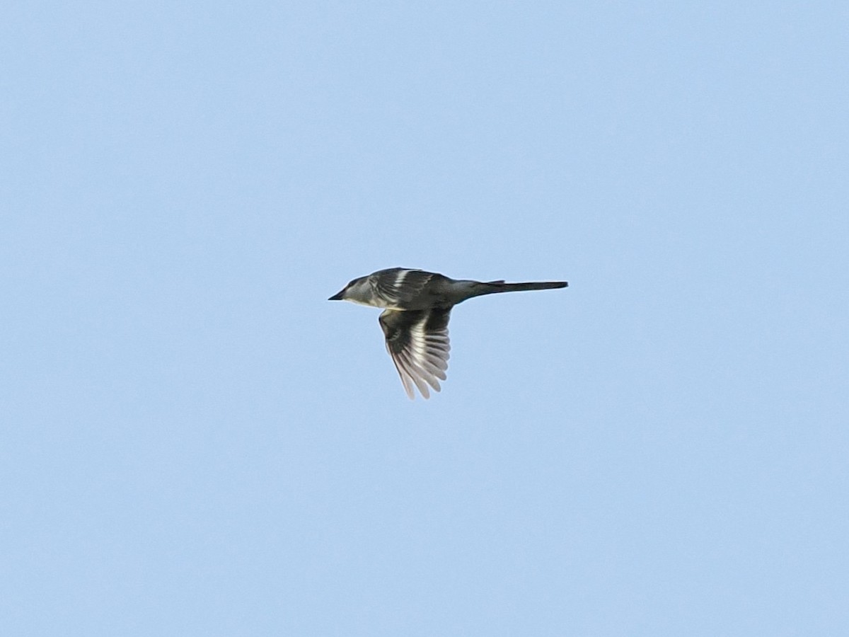 Ashy Minivet - ML646100301