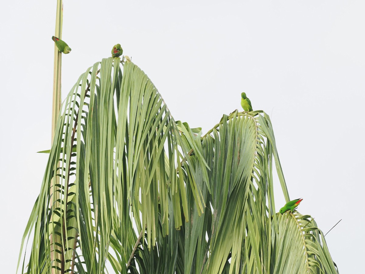 Blue-crowned Hanging-Parrot - ML646100303