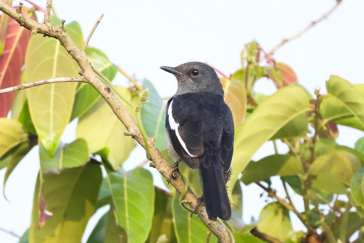 Oriental Magpie-Robin - ML646100304