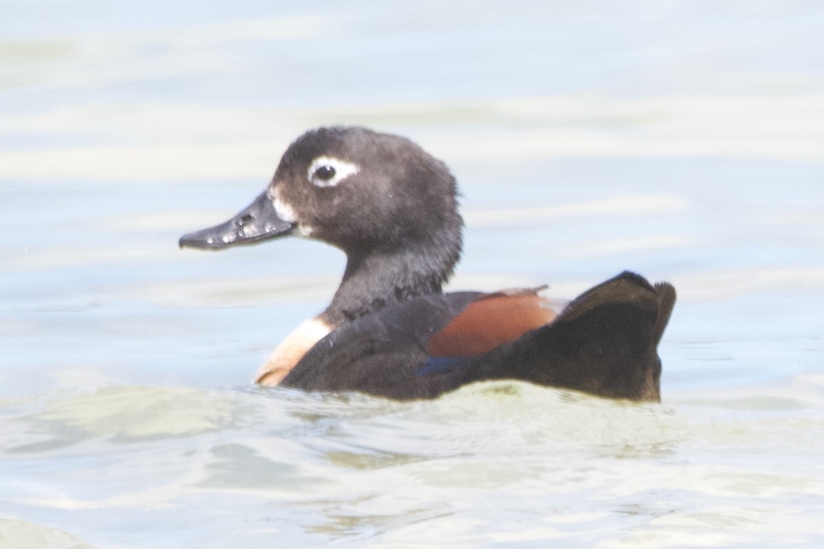Australian Shelduck - ML646100305