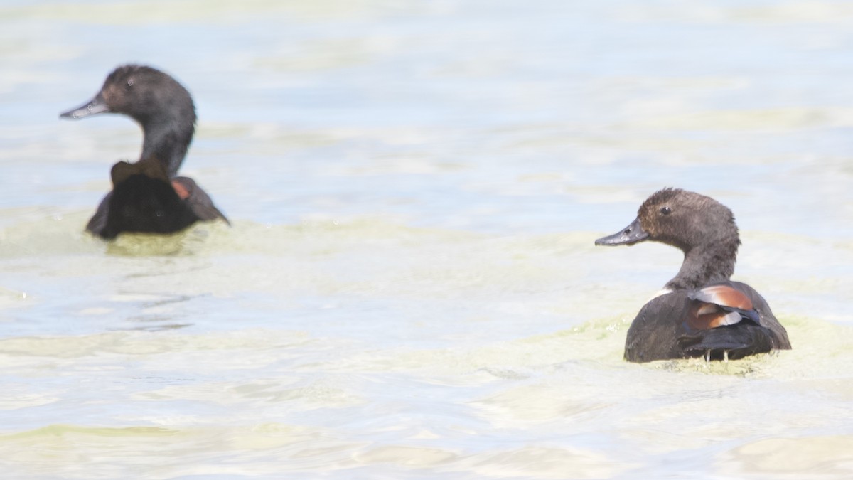 Australian Shelduck - ML646100306