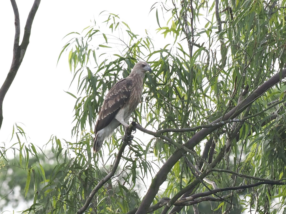 Gray-headed Fish-Eagle - ML646100307