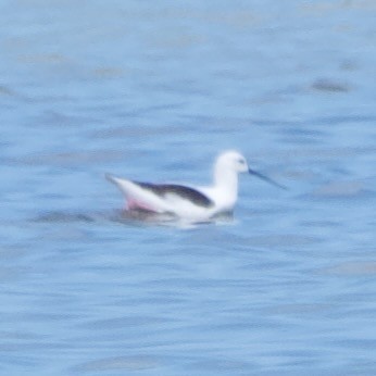 Red-necked Avocet - ML646100308