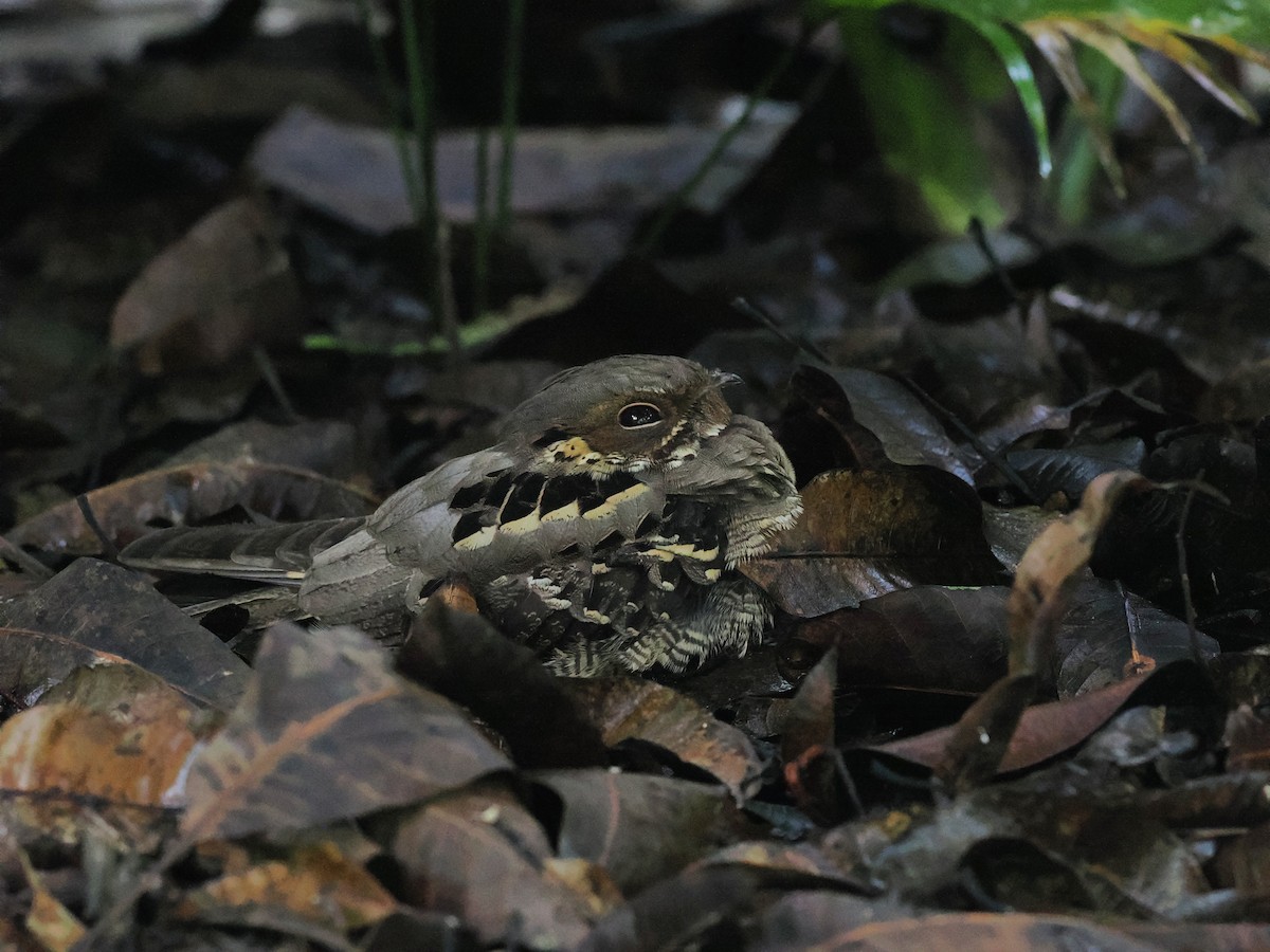 Large-tailed Nightjar - ML646100309