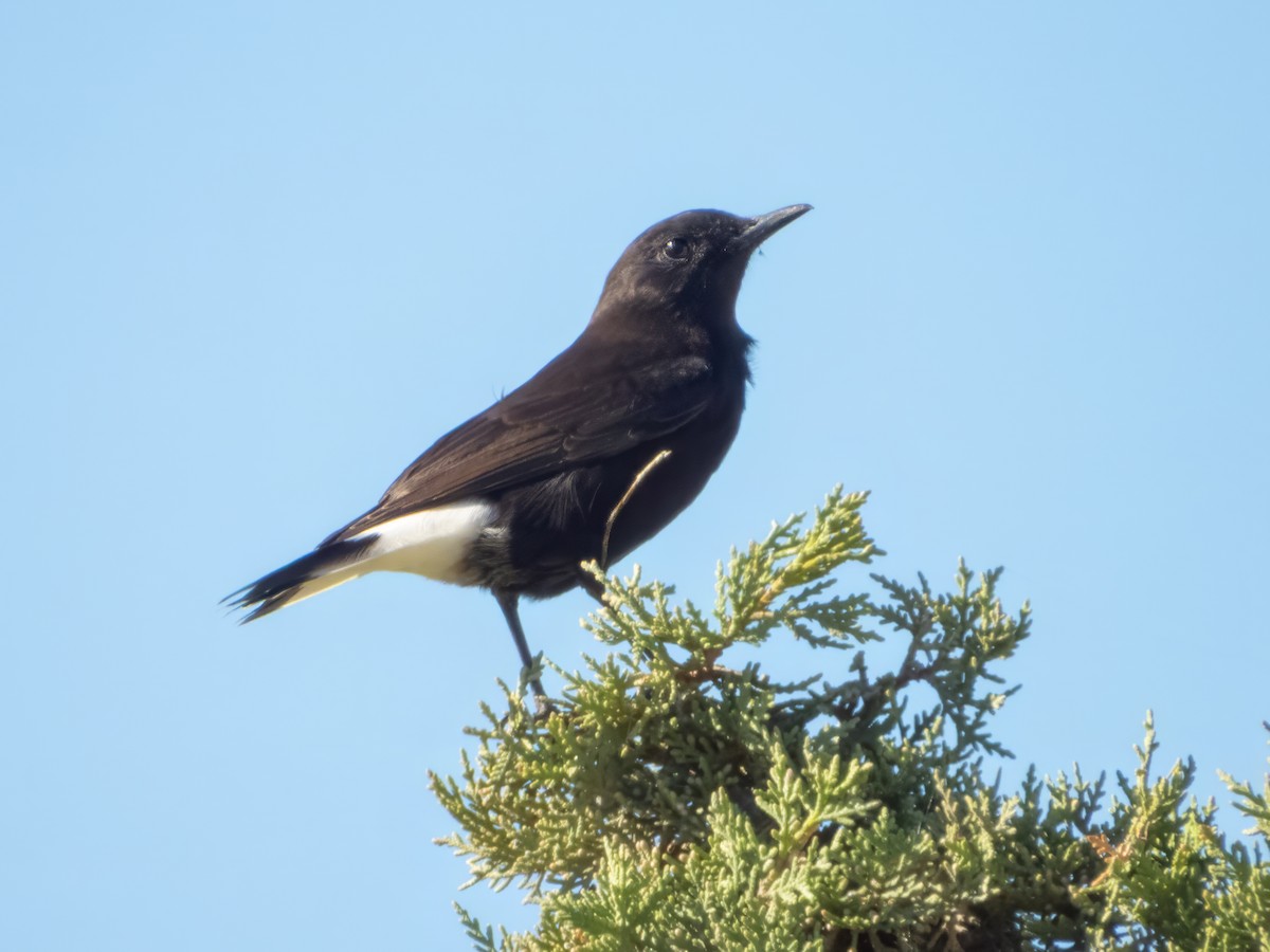 Black Wheatear - ML646100311