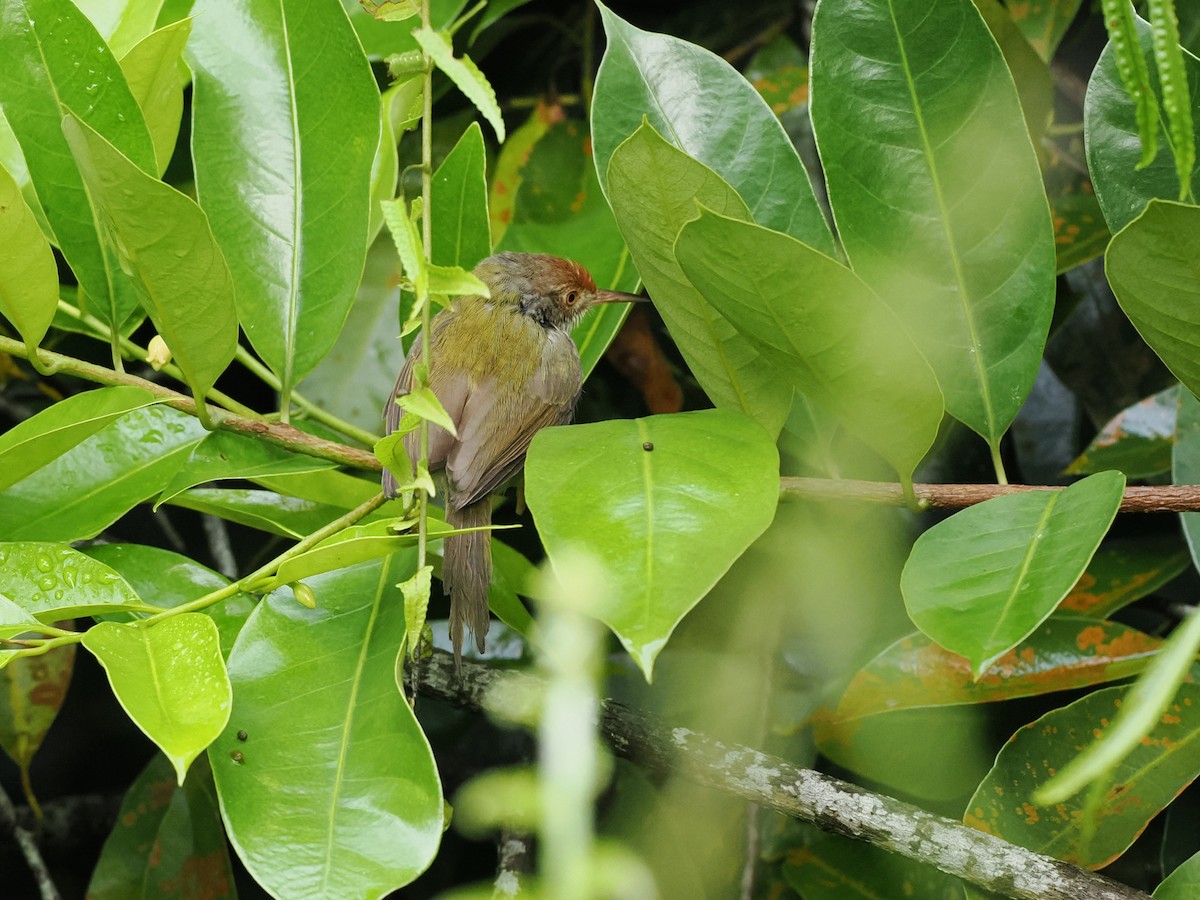 langstjertskredderfugl - ML646100312