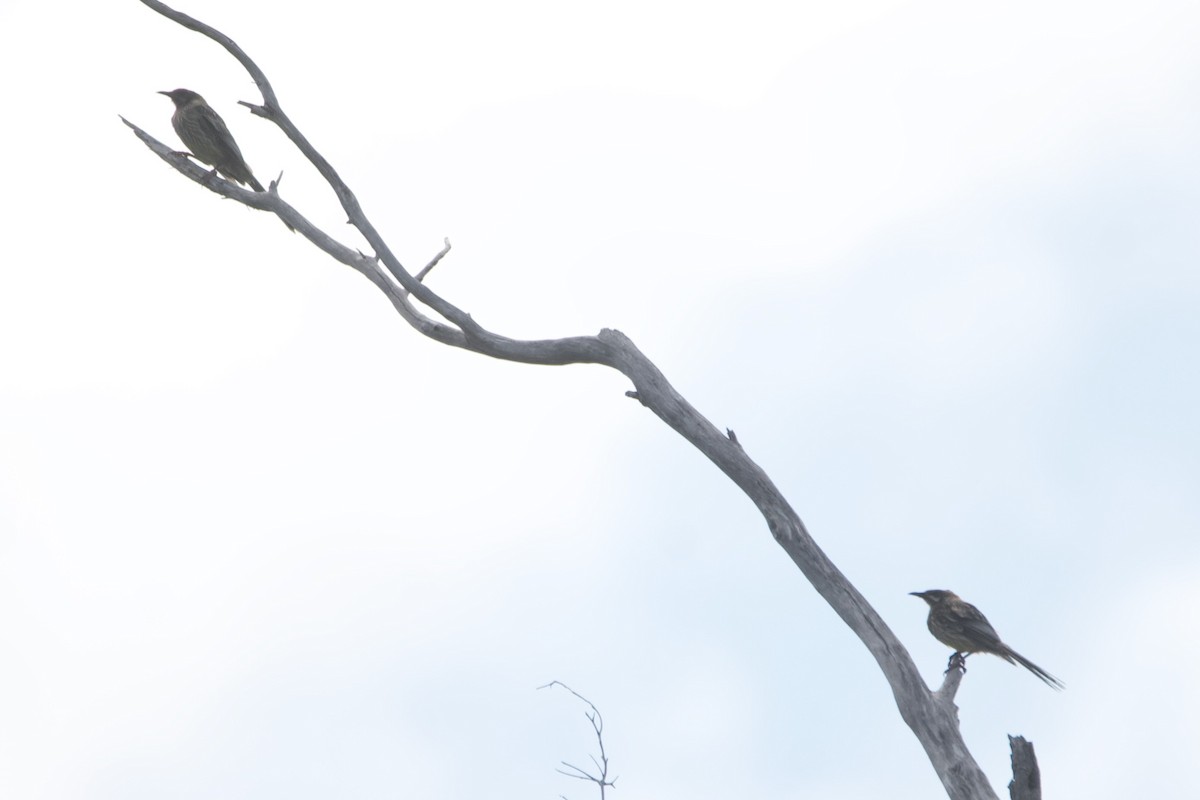 Red Wattlebird - ML646100313