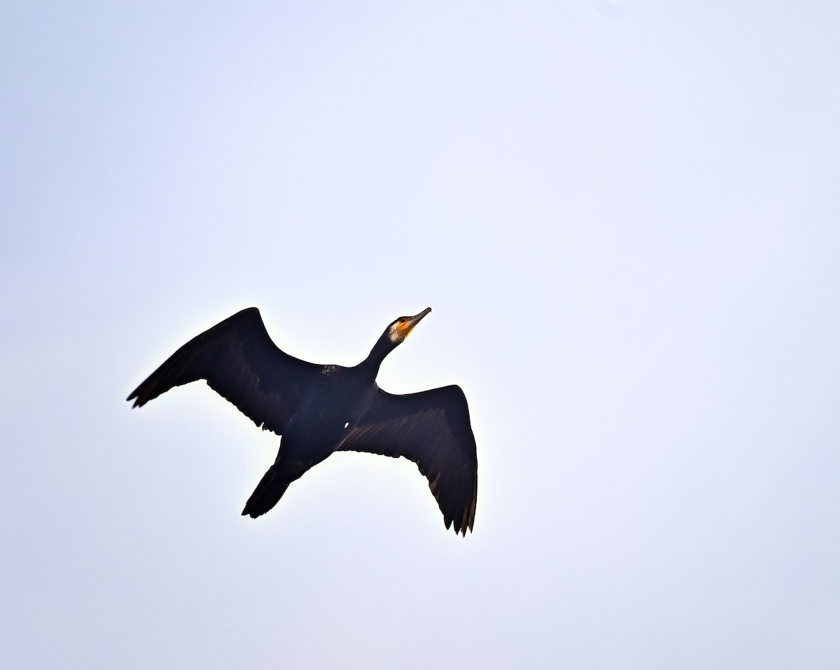 Great Cormorant - ML646100314