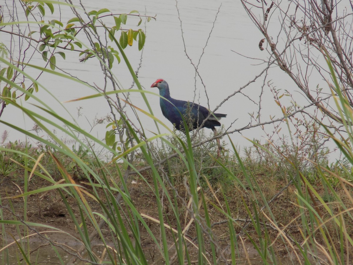 Gray-headed Swamphen - ML646100317