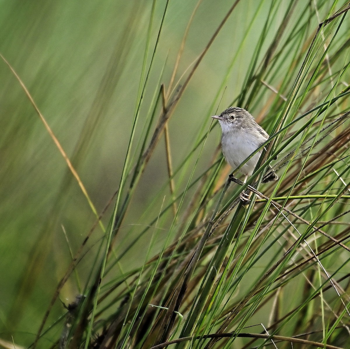 Delicate Prinia - ML646100319