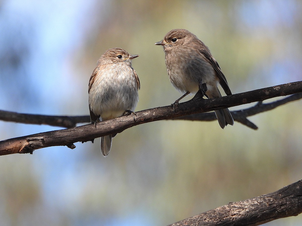Flame Robin - ML646100322