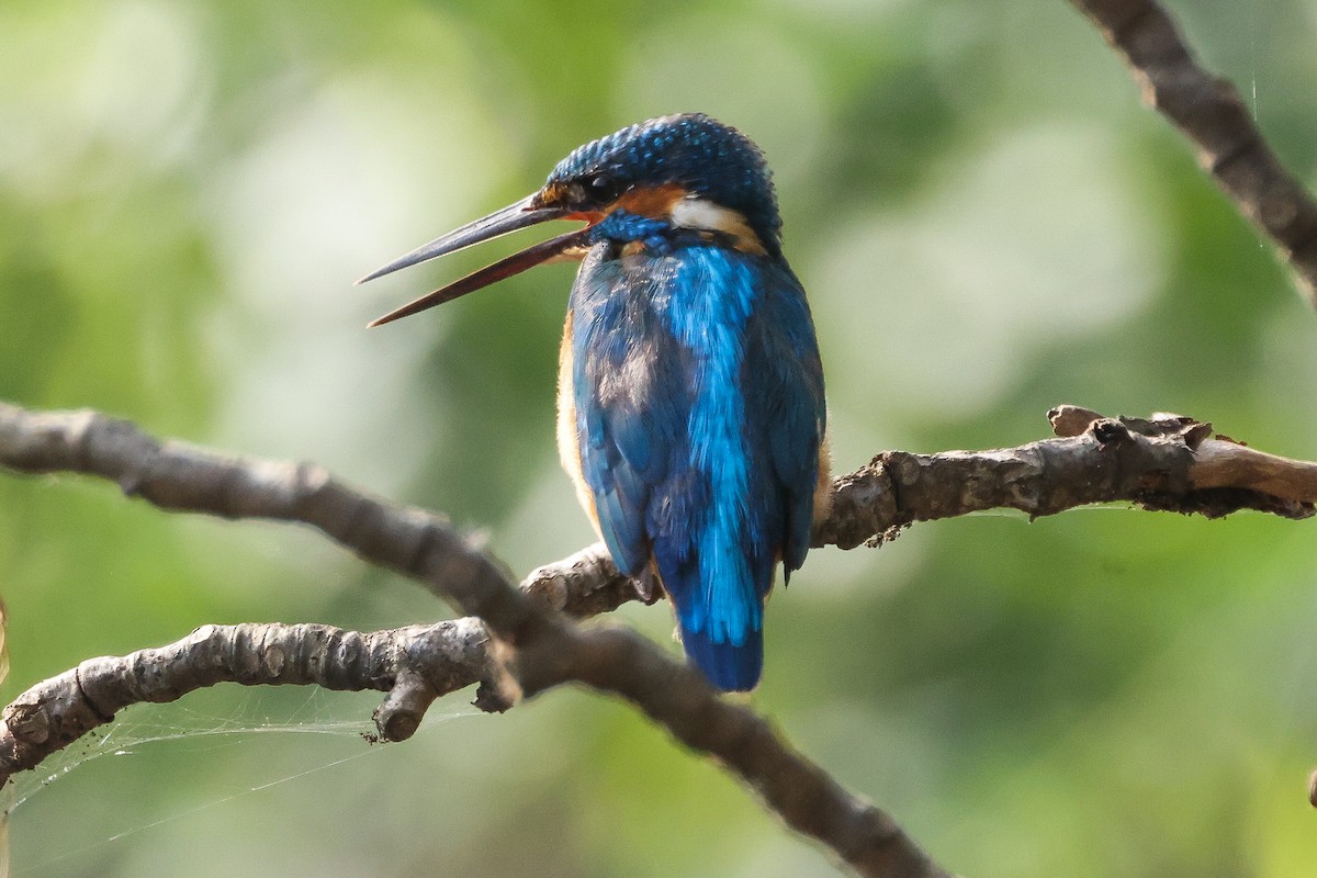 Common Kingfisher - ML646100323