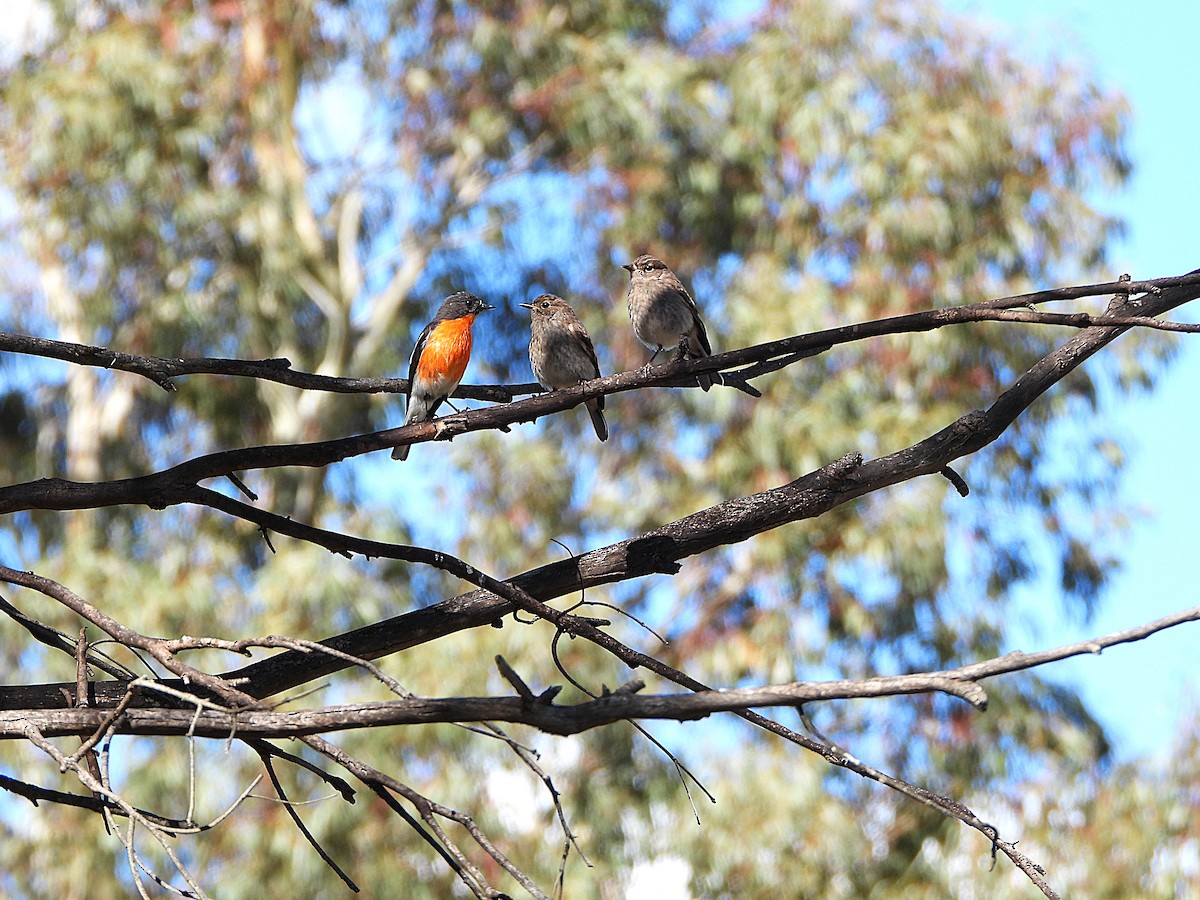 Flame Robin - ML646100326