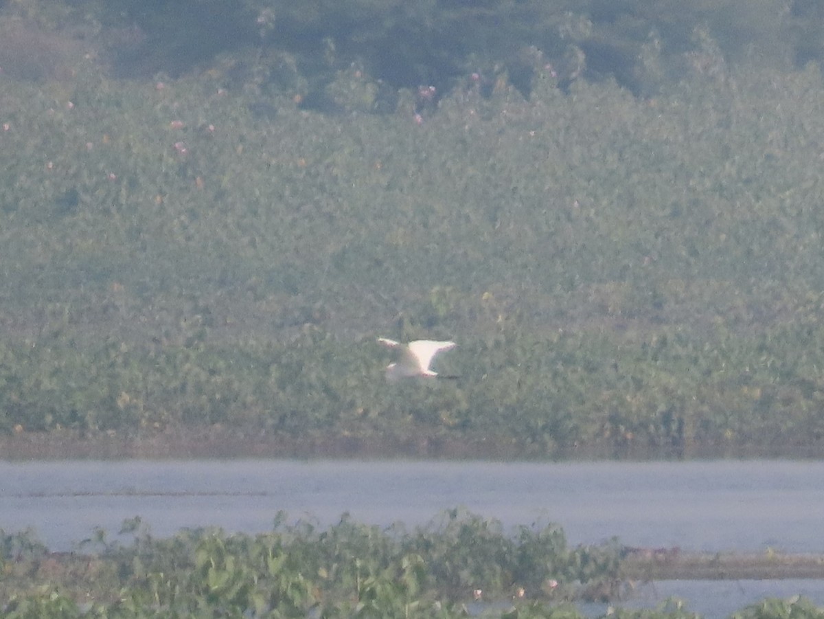 Great/Medium Egret - ML646100327