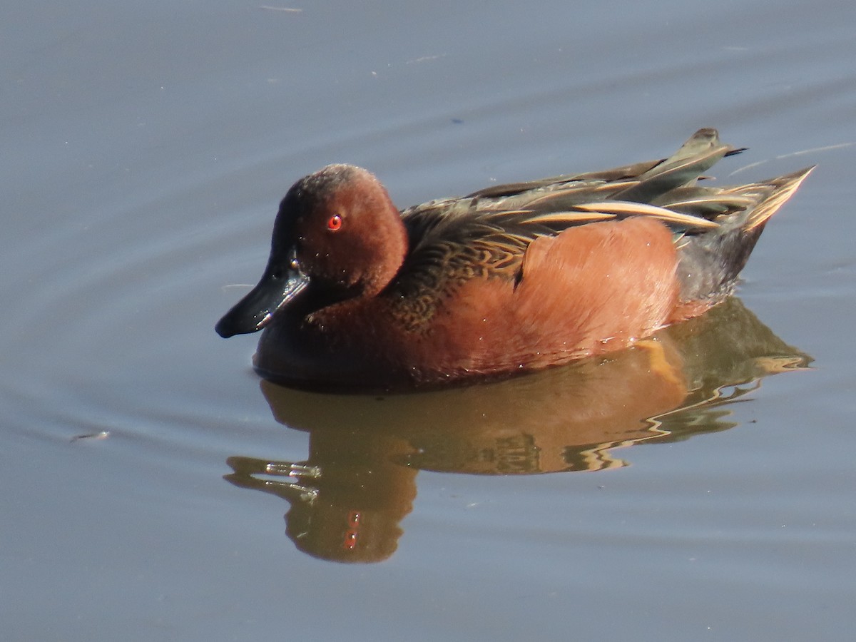 Alzavola cannella - ML646100328