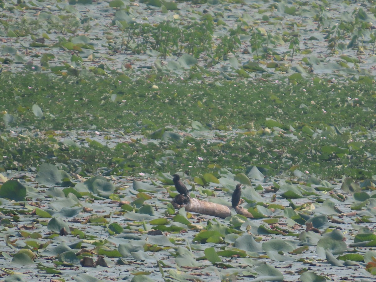 Little Cormorant - ML646100329