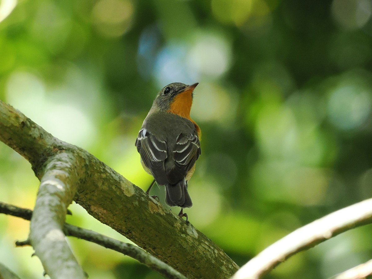白眉黃鶲 - ML646100333