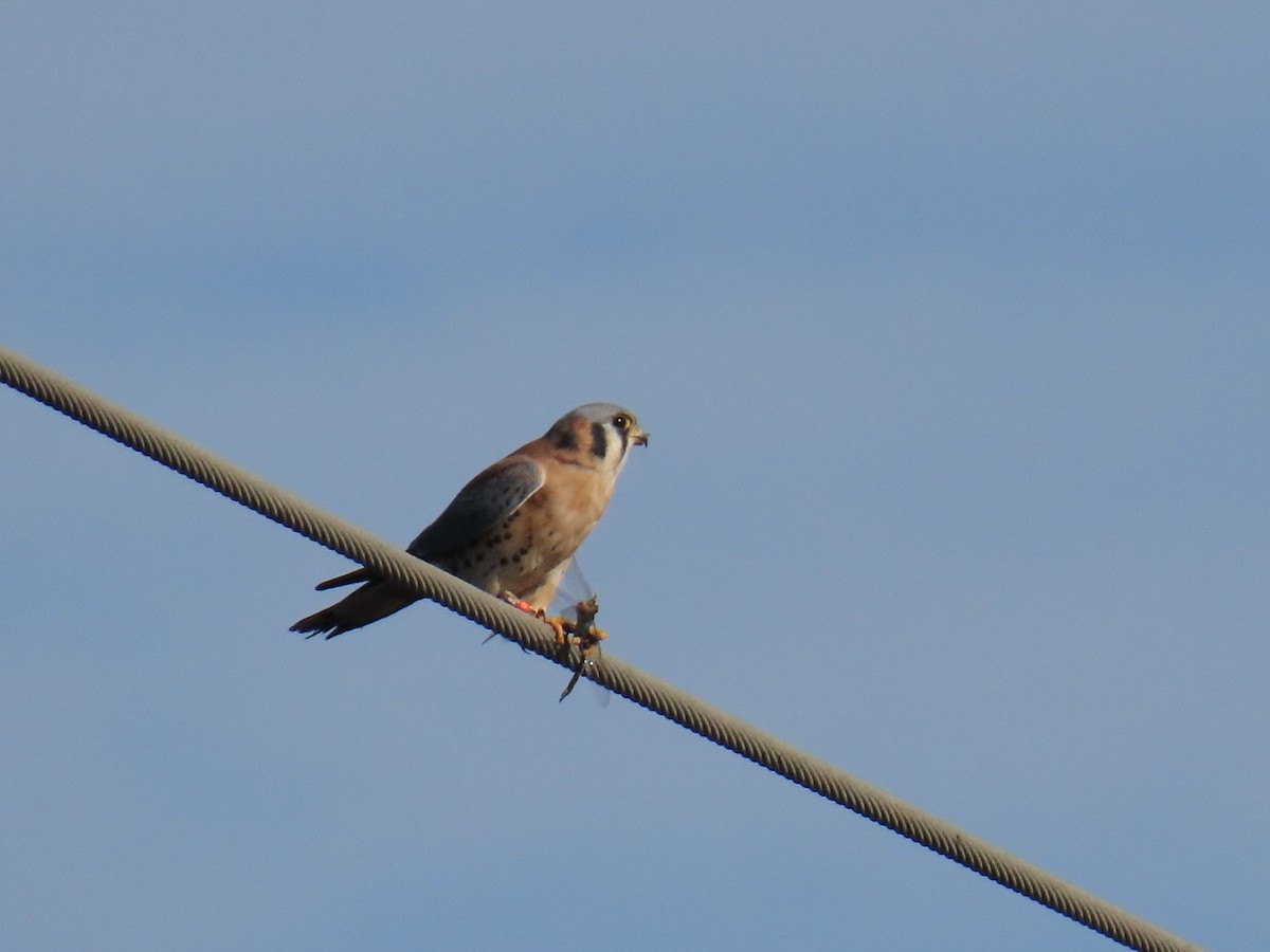 בז אמריקני - ML646100334