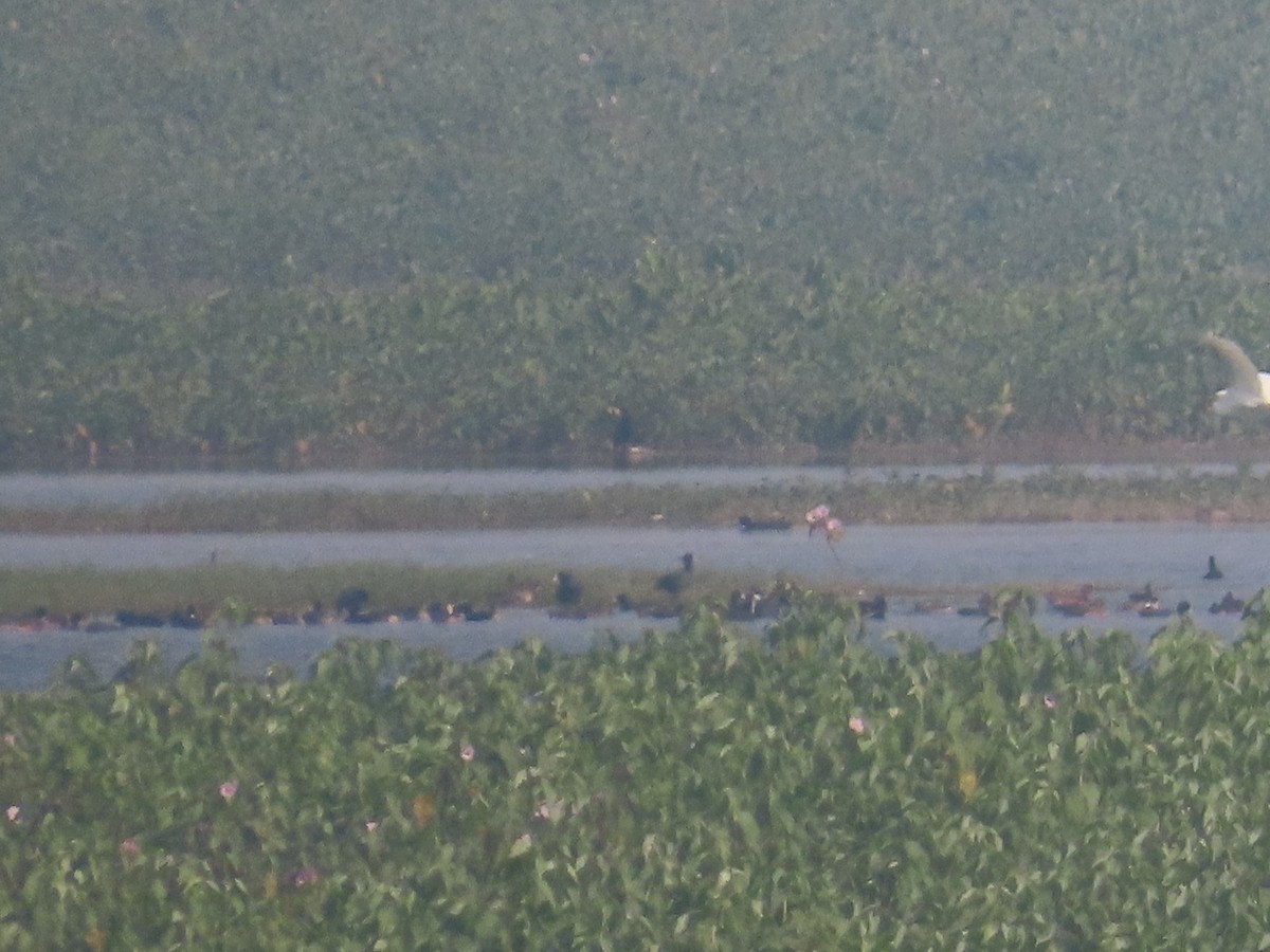 白冠雞 - ML646100335