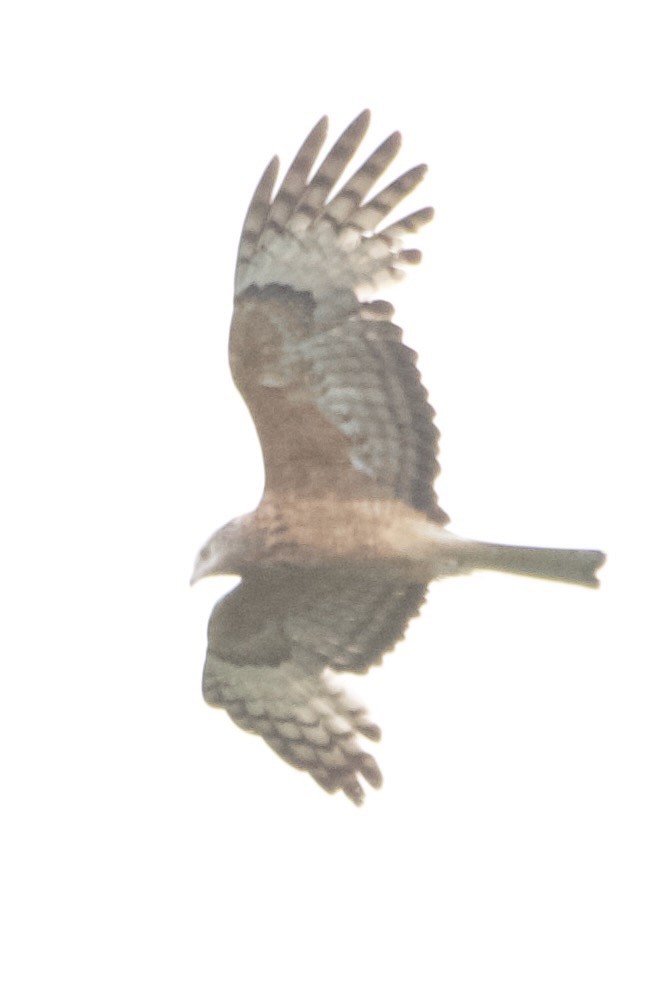 Square-tailed Kite - ML646100336