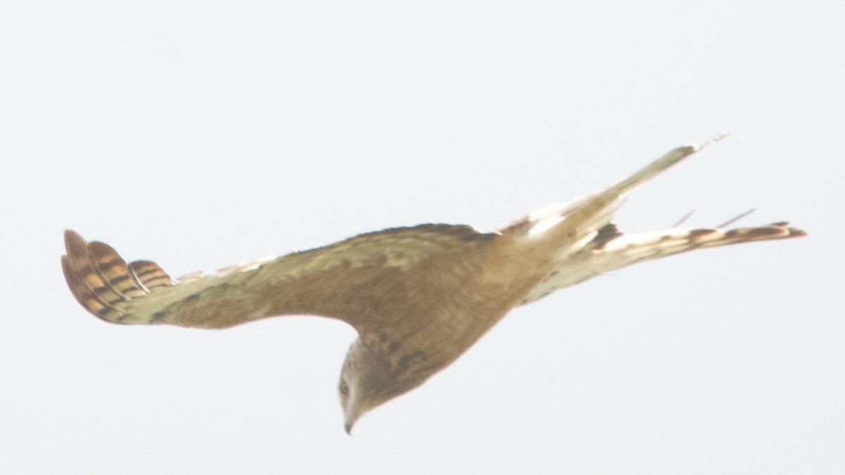 Square-tailed Kite - ML646100337