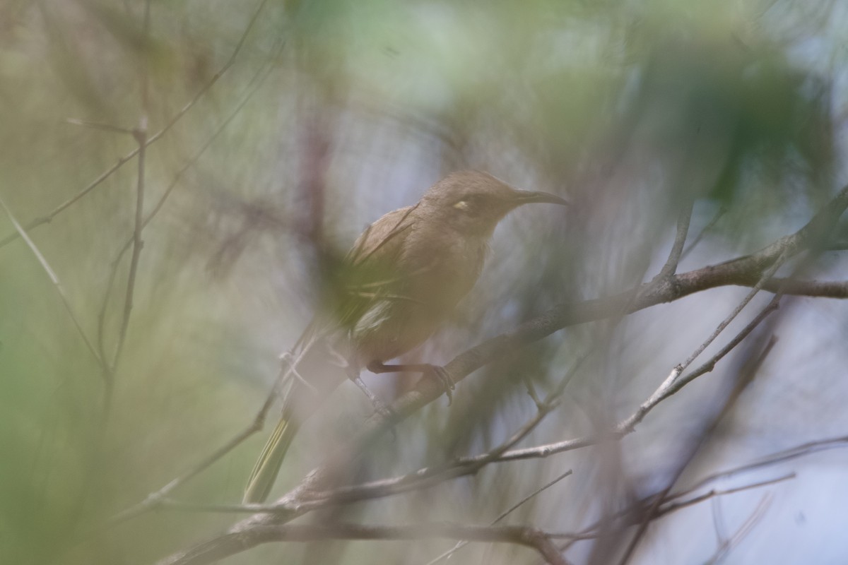 Brown Honeyeater - ML646100338