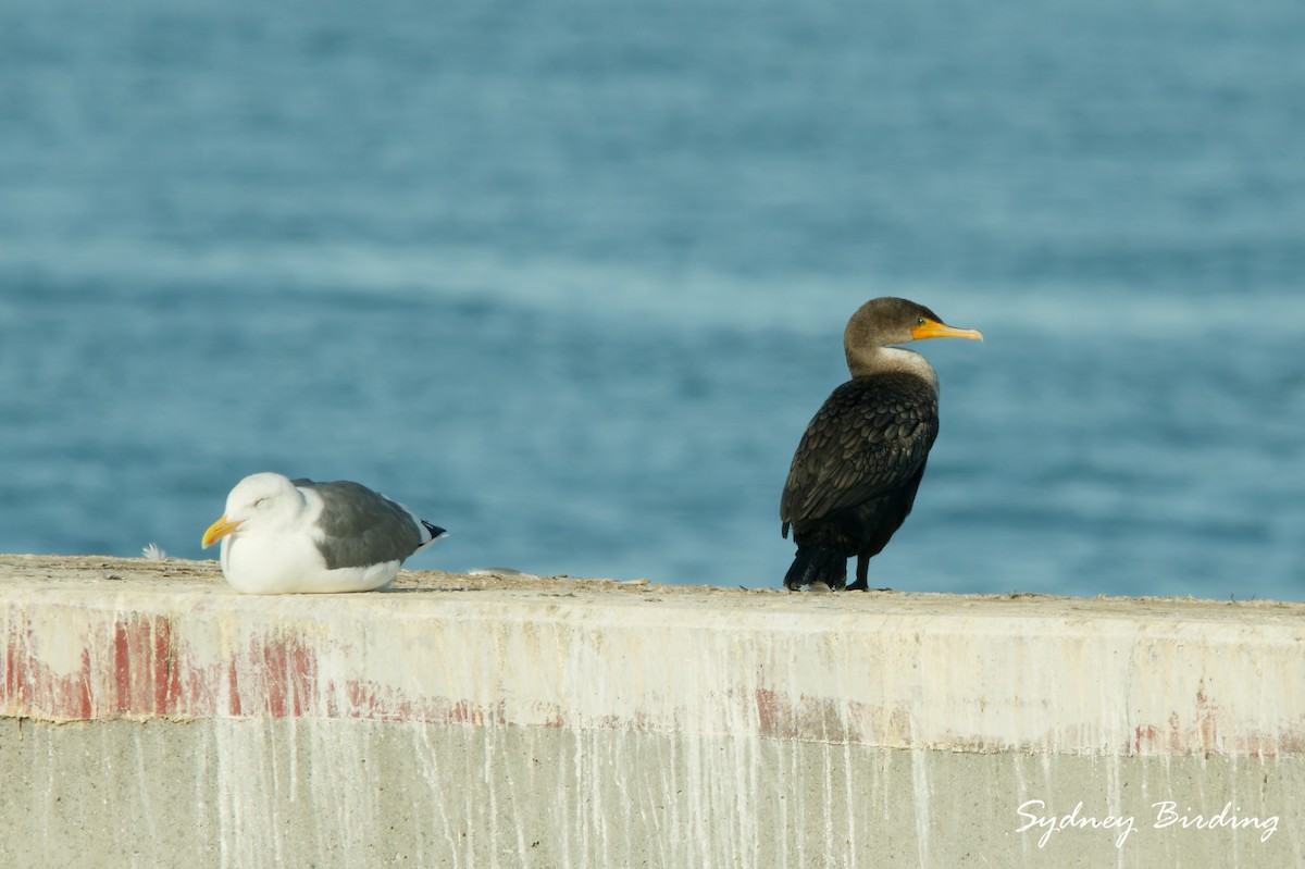 Double-crested Cormorant - ML646100339