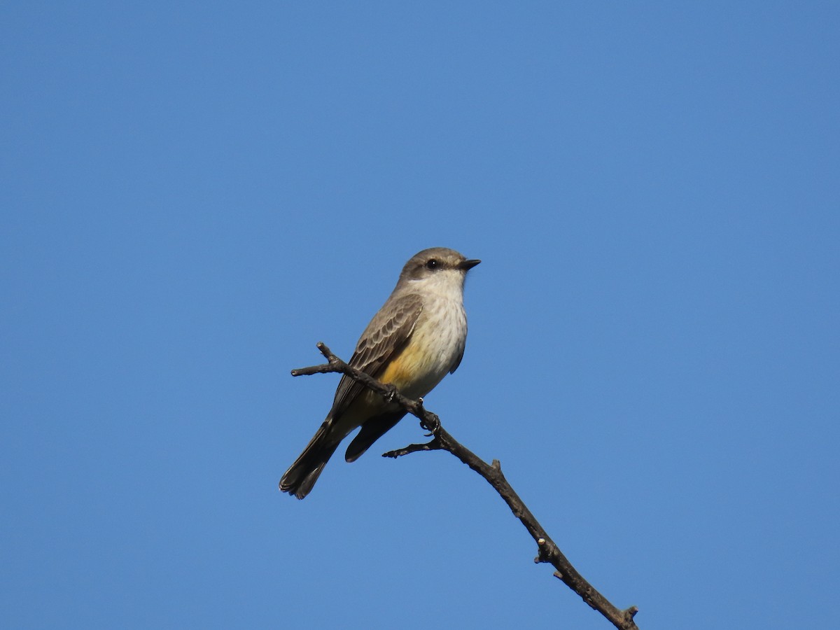 Vermilion Flycatcher - ML646100340