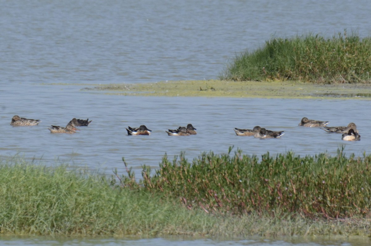 琵嘴鴨 - ML646100341