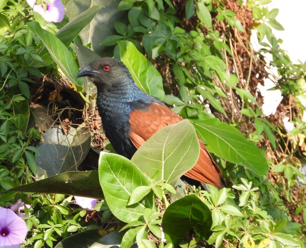 褐翅鴉鵑 - ML646100342