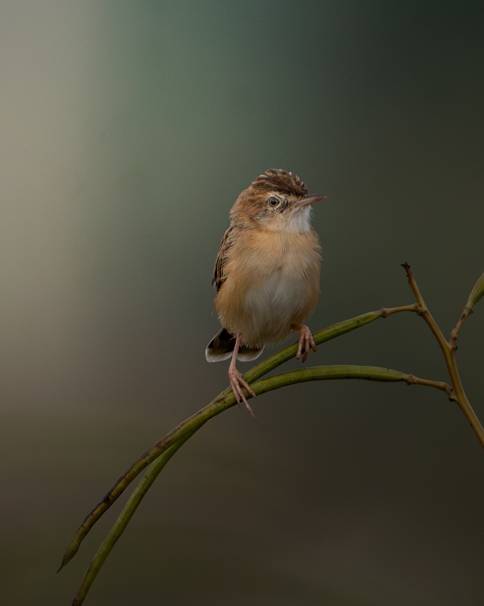 棕扇尾鶯 - ML646100343