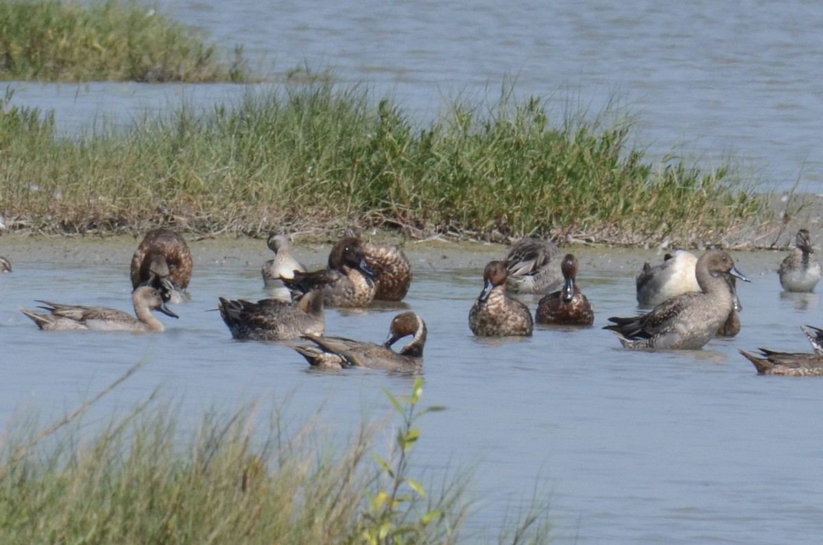 尖尾鴨 - ML646100344